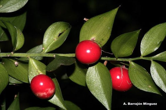 Ruscus Cinsi Bitkilerin Tıbbi Kullanımı